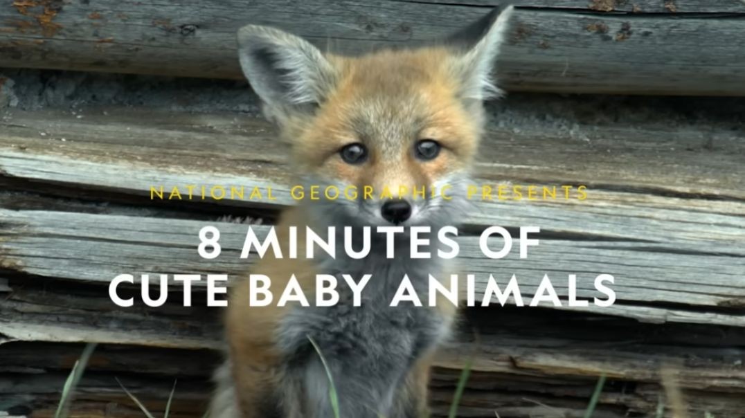 Baby Animals